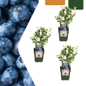 Bosbessenplanten BIO