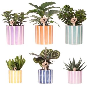 Cobideal| Groene planten set met Painted Stripe potten
