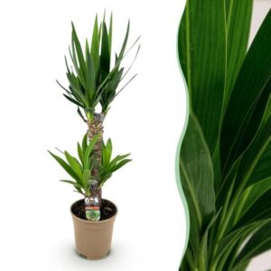 Yucca elephantipes – 75 cm – Ø17 cm