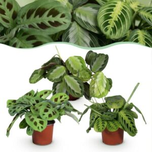Diervriendelijk – Maranta mix (Silver Band, Lemon Lime & Kerchoveana) – 3 stuks – 25 cm