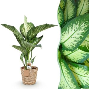 Dieffenbachia ‘Tropic Snow’ – 90–100 cm –met mand