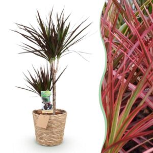 Dracaena ‘Magenta’ – 90–100 cm – met mand