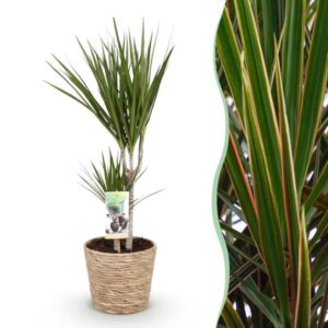 Dracaena marginata – 70–80 cm – met mand