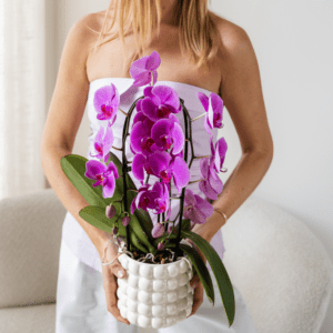 Phalaenopsis ‘Freeride’ – Paarsroze orchidee – Ø12 cm