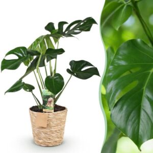 Monstera deliciosa – 70–80 cm – met mand