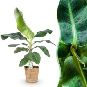 Musa acuminata ‘Dwarf Cavendish’ – 70–75 cm – met mand