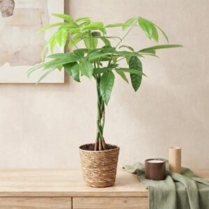 Pachira Aquatica gevlochten stam 60-70 cm inclusief mand