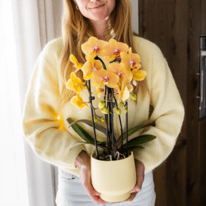 Phalaenopsis ‘Sunny Bunny’ – Oranje/geel-roze orchidee – Ø12 cm