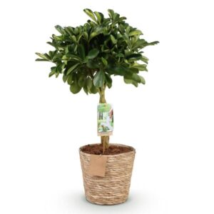 Schefflera ‘Gold Capella’ – 70–80 cm – met mand
