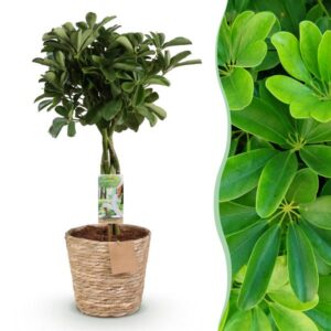 Schefflera ‘Nora’ – 70–80 cm – met mand