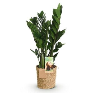 Zamioculcas zamiifolia – 65–75 cm – met mand