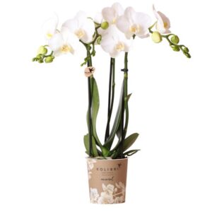 Phalaenopsis orchidee ‘Amabilis’ – wit – Ø9 cm