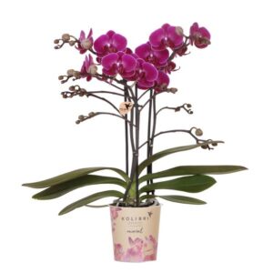 Phalaenopsis orchidee ‘Morelia’ – paars – Ø9 cm