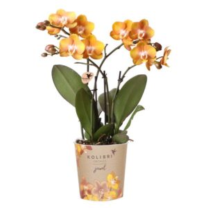 Phalaenopsis orchidee ‘Jewel Las Vegas’ – oranje – Ø12 cm