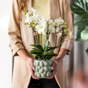 Phalaenopsis ‘Lausanne’ – Witte orchidee – Ø9 cm