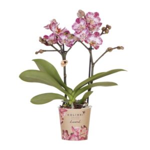 Phalaenopsis ‘Bora Bora’ – Roze/paarse orchidee – Ø9 cm