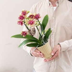 Phalaenopsis ‘Grosseto’ – Oranje/gele orchidee – Ø9 cm