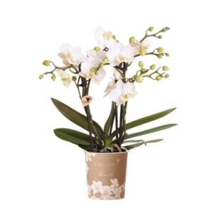 Phalaenopsis ‘Zürich’ – Witte orchidee – Ø9 cm
