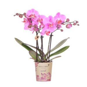 Phalaenopsis ‘Frederikstad’ – Paars/roze orchidee – Ø9 cm