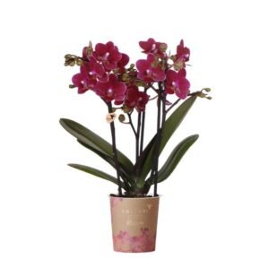 Phalaenopsis ‘Chamonix’ – Paarse/burgundy orchidee – Ø9 cm