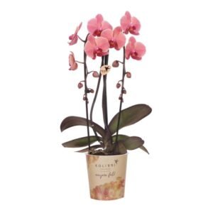 Phalaenopsis ‘Narbonne’ – Zalmroze orchidee – Ø12 cm