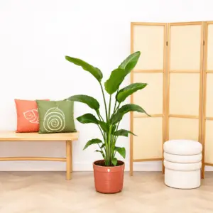 Strelitzia Nicolai – 80-100 cm – Ø17