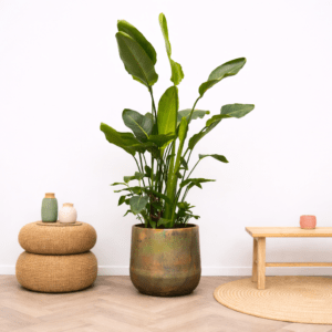 Strelitzia Nicolai de luxe XXL – 250 cm