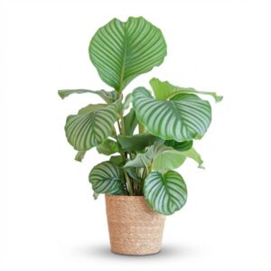 Calathea Orbifolia met zeegras mand – 65 cm