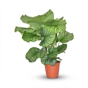Calathea Orbifolia – 45 cm