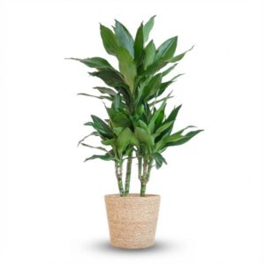 Dracaena Janet Lind met zeegras mand – 95 cm