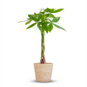 Pachira Aquatica met zeegras mand – 80 cm