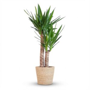 Yucca Elephantipes met zeegras mand – 90 cm