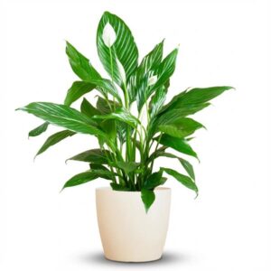Spathiphyllum Sweet Lauretta met witte pot – 80 cm
