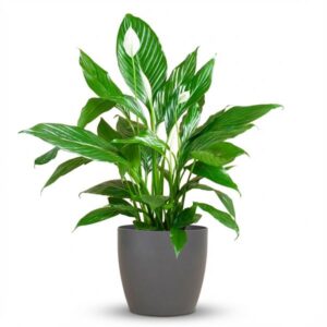 Spathiphyllum Sweet Lauretta – 80 cm – inclusief grijze pot