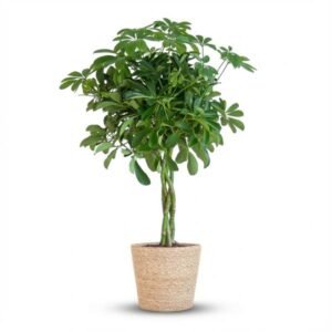 Schefflera Arab Nora met Mand Zeegras naturel - 70cm