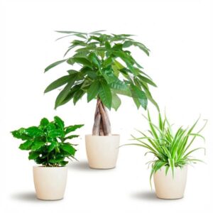 Diervriendelijke Plantenbox – klein – inclusief witte sierpot