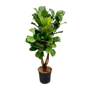Ficus Lyrata vertakt XL – 200 cm
